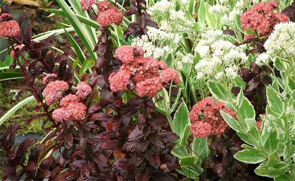  I like the red foliaged sedum. 