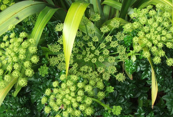  A beautiful late spring foliage plant. 