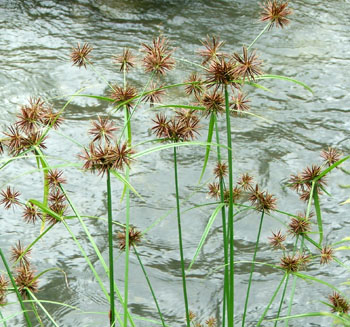  A type of ornamental grass I grow. 