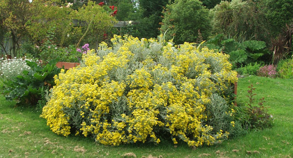  A summer flowering yellow daisy. 