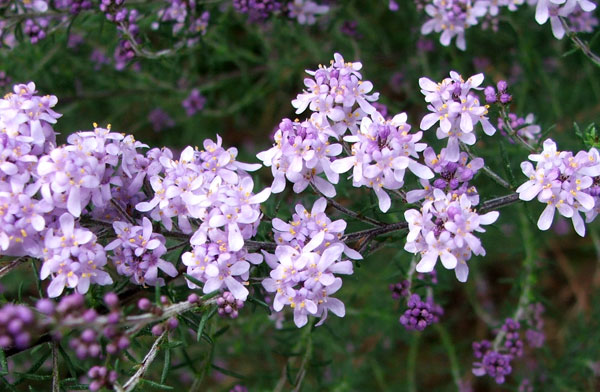  I think this is an Australian shrub. 