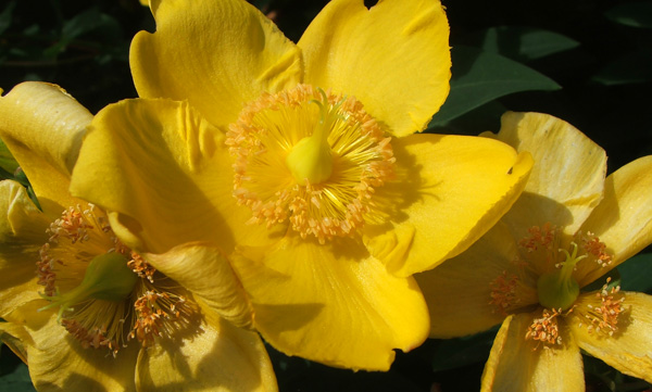  Flowering in the sunshine. 