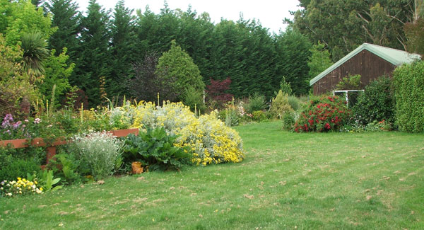  With the yellow Senecio shrub in flower. 