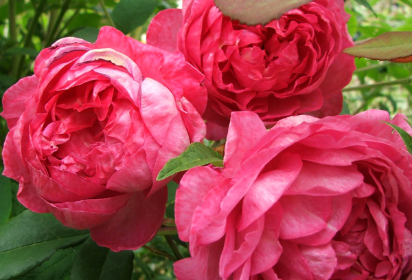  A David Austin rose. 