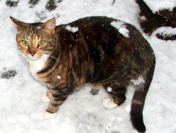 Tortoiseshell Snow Cat