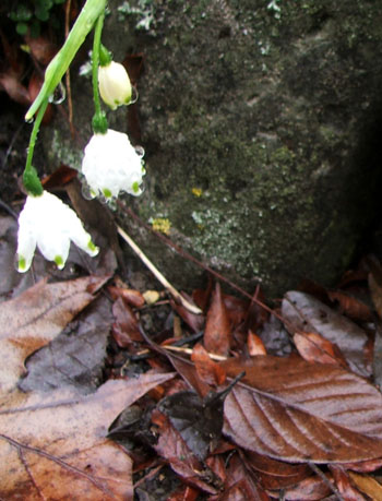  Old leaves and new spring flowers. 