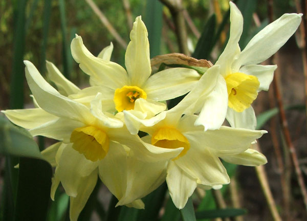  These starry daffodils are in the Wattle Woods. 