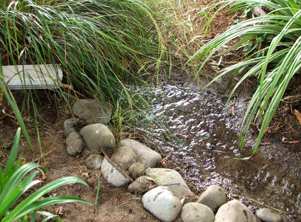 A green Astelia by the start of the stream. A green Astelia by the start of the stream.