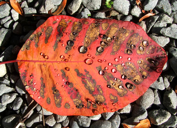  I think this is from my purple Cotinus. 