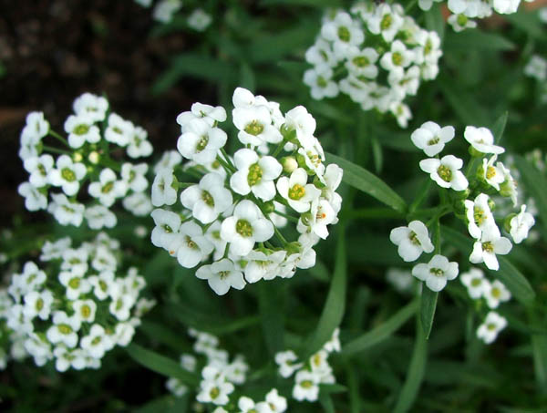  Another little perennial which is still flowering. 