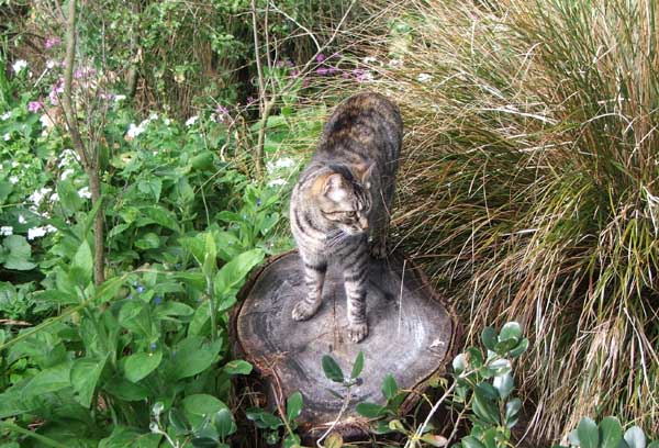  Histeria the cat in the Wattle Woods mess. 