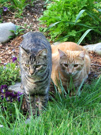  Two kittens growing up in the garden. 