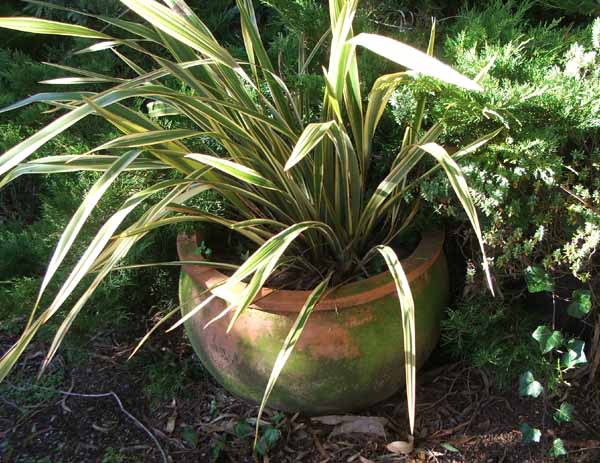  A variegated striped flax sits in this cheap terracotta pot. 