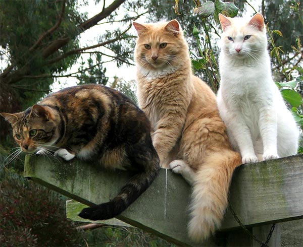 three cat