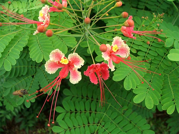 Exotic Fern Flower