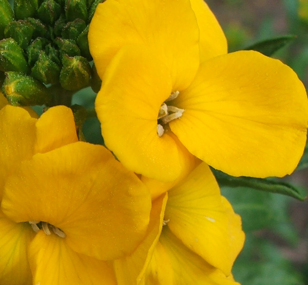  Beautiful spring flowering perennials - easy to propogate, too. 