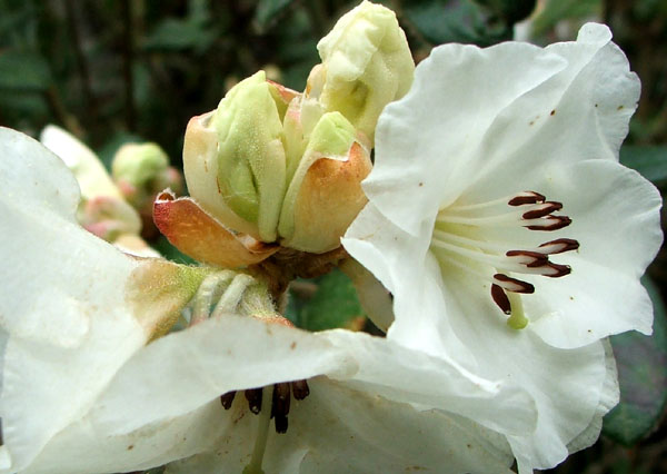  Flowering in the Dog-Path Garden by one of my new paths. 