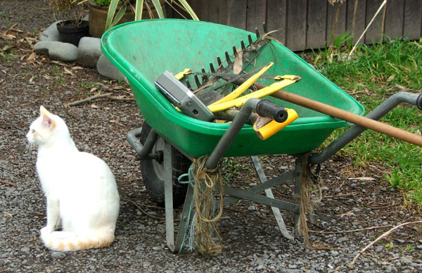 With my beautiful white cat B-Puss. With my beautiful white cat B-Puss.