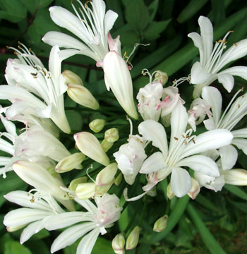  Flowering at the moment. 