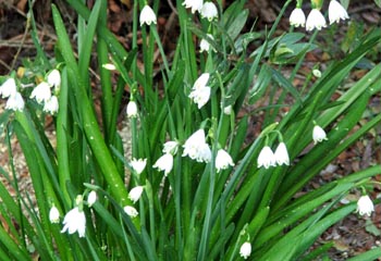  Easy little bulbs to grow. 