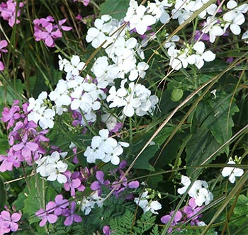  A cheery spring flower. 