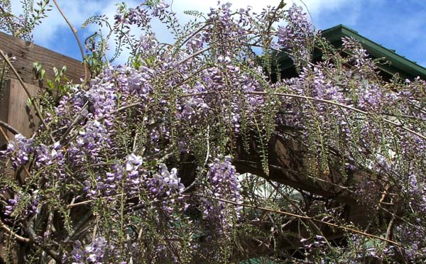  A beautiful pergola cover. 