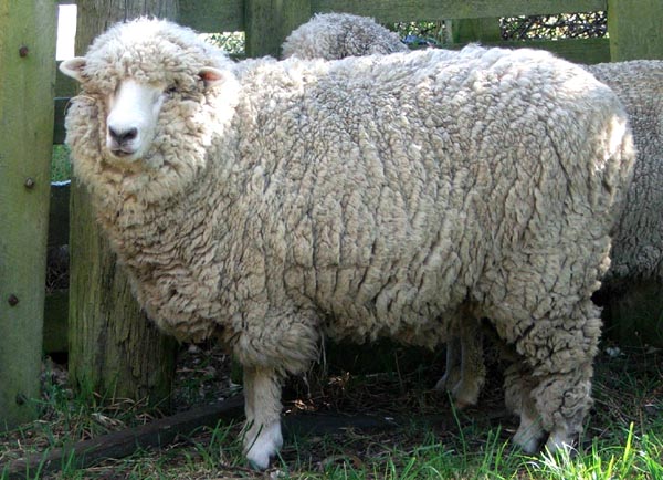  My huge pet sheep. 