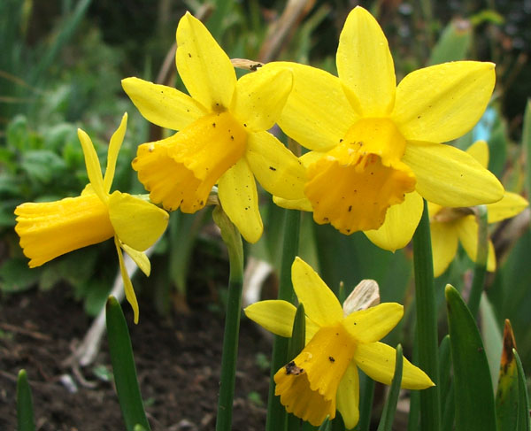  More yellow trumpets. 