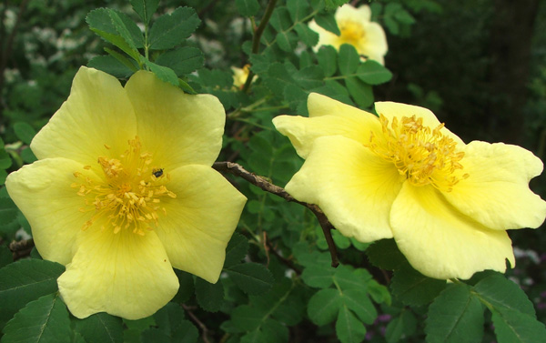  The prettiest lemon yellow colour. 