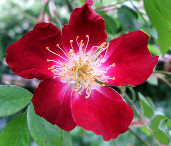  The most modest climbing rose in the whole of my garden. 