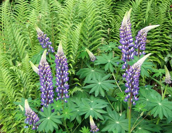  With blue perennial lupins. 