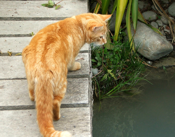  One of my ginger gardening cats. 