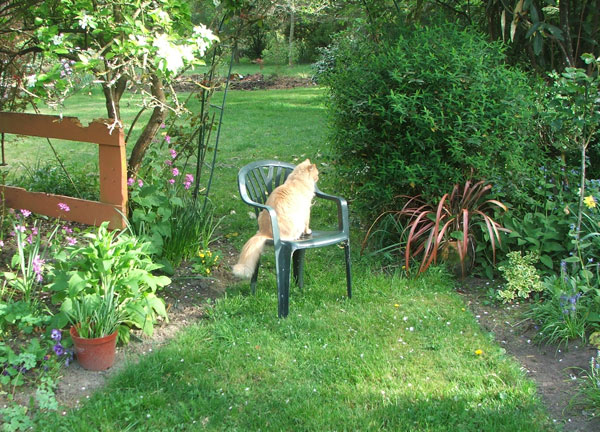  Fluff-Fluff tests out my chair. 