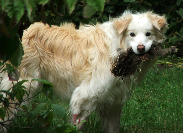  Holding something dog-yummy in his mouth. 