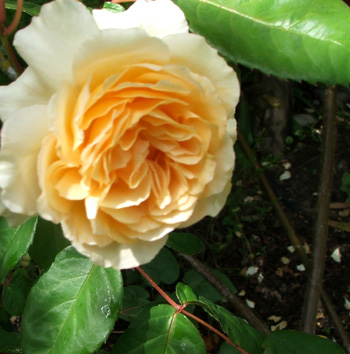  A wonderful hybrid musk rose. 