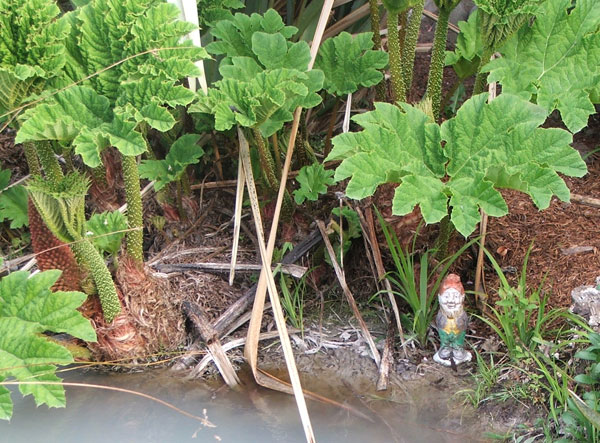  Silly chap - he's attracted to water. 