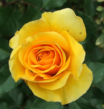  An incredibly golden rose! 