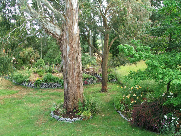  The Big Gum lords it over the house lawns. 