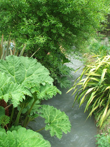  The Gunnera is growing huge already. 