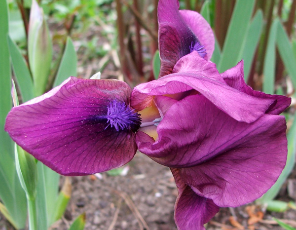  Iris flowers are not easy to photograph - such an odd shape! 