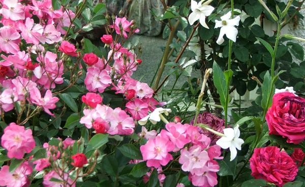  The large rose is Othello, the tinier pink is unknown. 