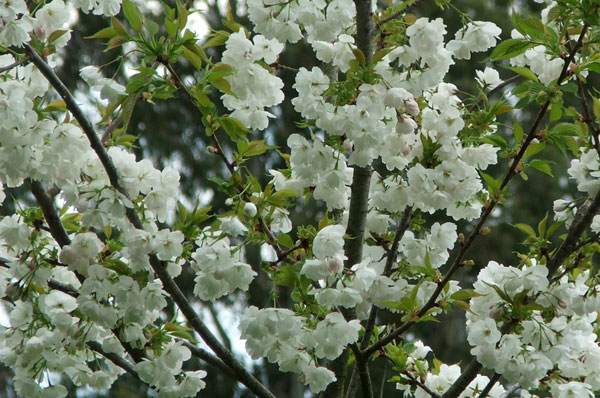  Smoocher's memorial tree. 