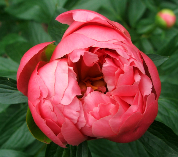  A coral peony by the water race. 