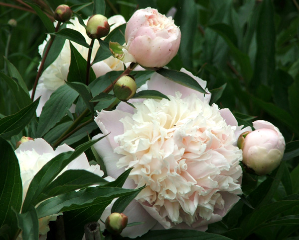  A frilly white with pink tones. 