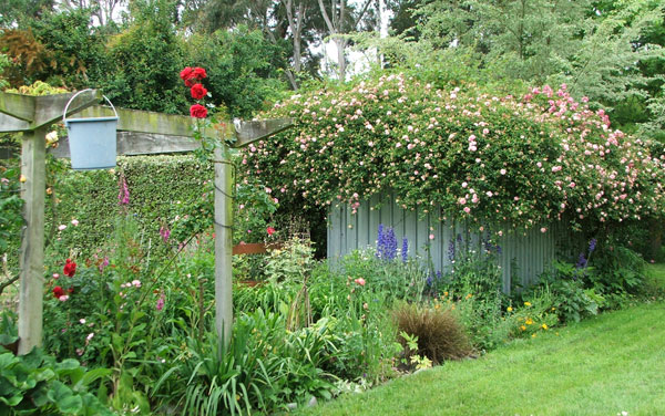  The pergola and woodshed are alive with flowers. 