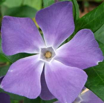  The common name is periwinkle. 