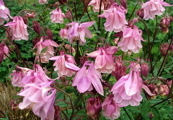  Pretty late spring flowers. 