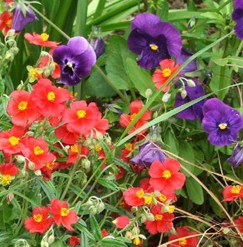  Red and blue flowers in the Glass-House Garden. 