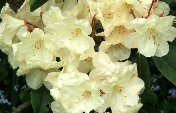  In the rhododendron garden. 