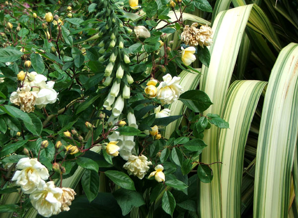  A typical Moosey garden combination. 